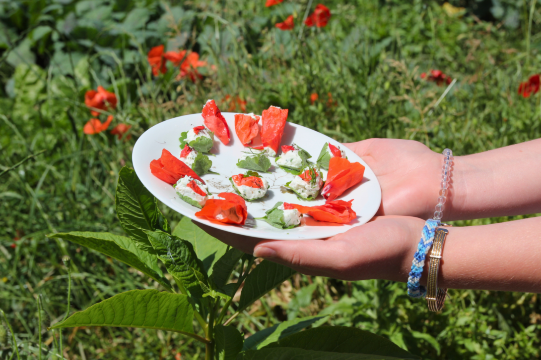 Atelier cuisine au Bar Radis : Plantes sauvages comestibles