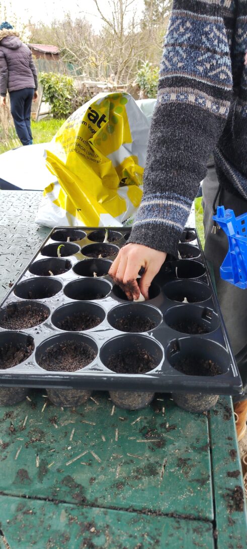 Atelier semis et repiquage