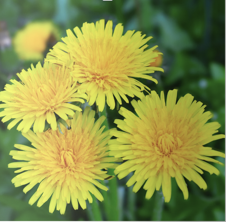 Atelier “Confiture de pissenlit”