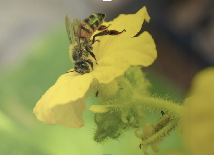 Découvrir les pollinisateurs sauvages