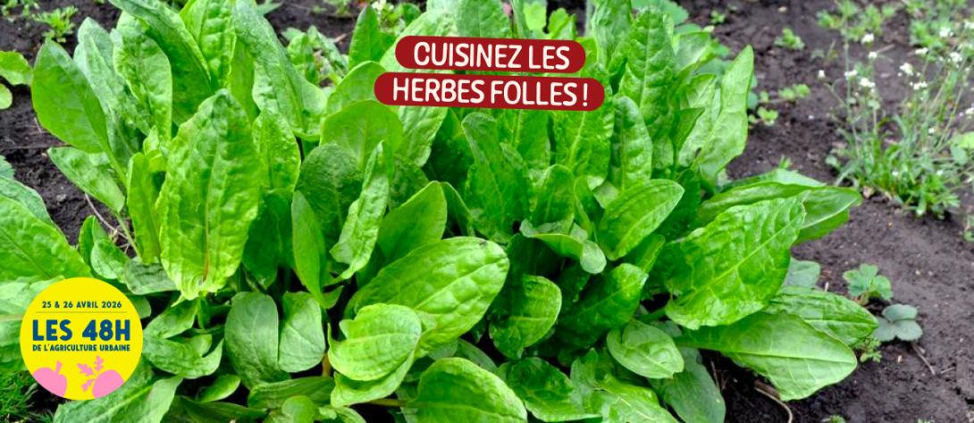 Cuisinez les herbes folles
