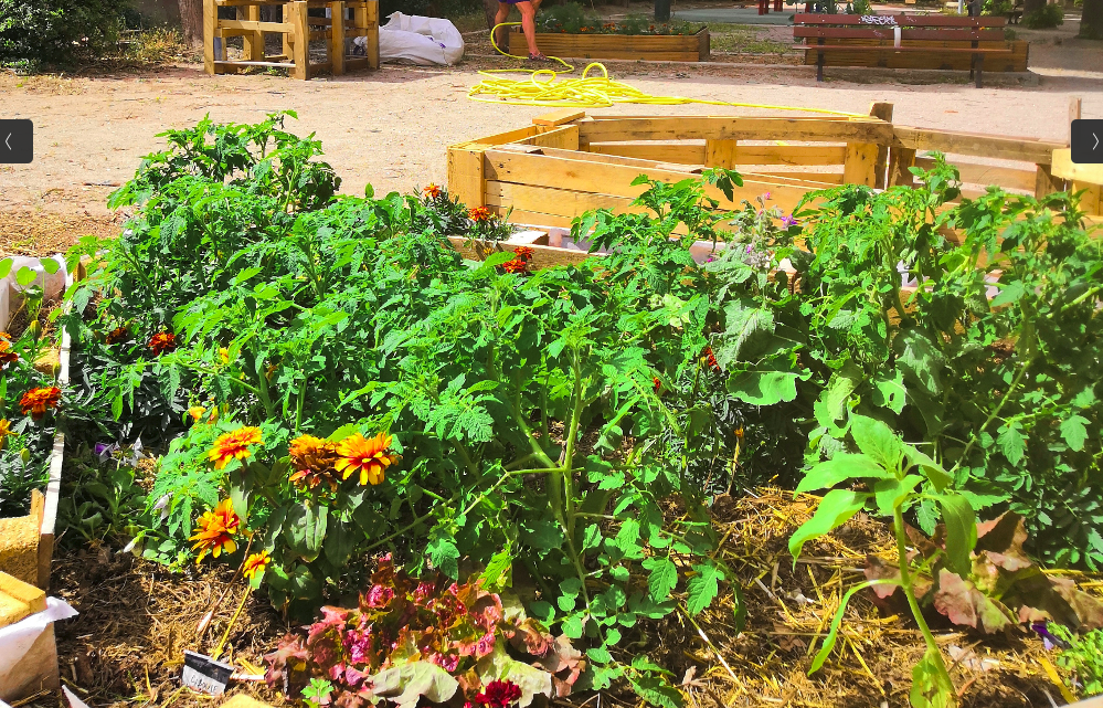 Jardin partagé : quelques clefs pour bien démarrer votre projet !