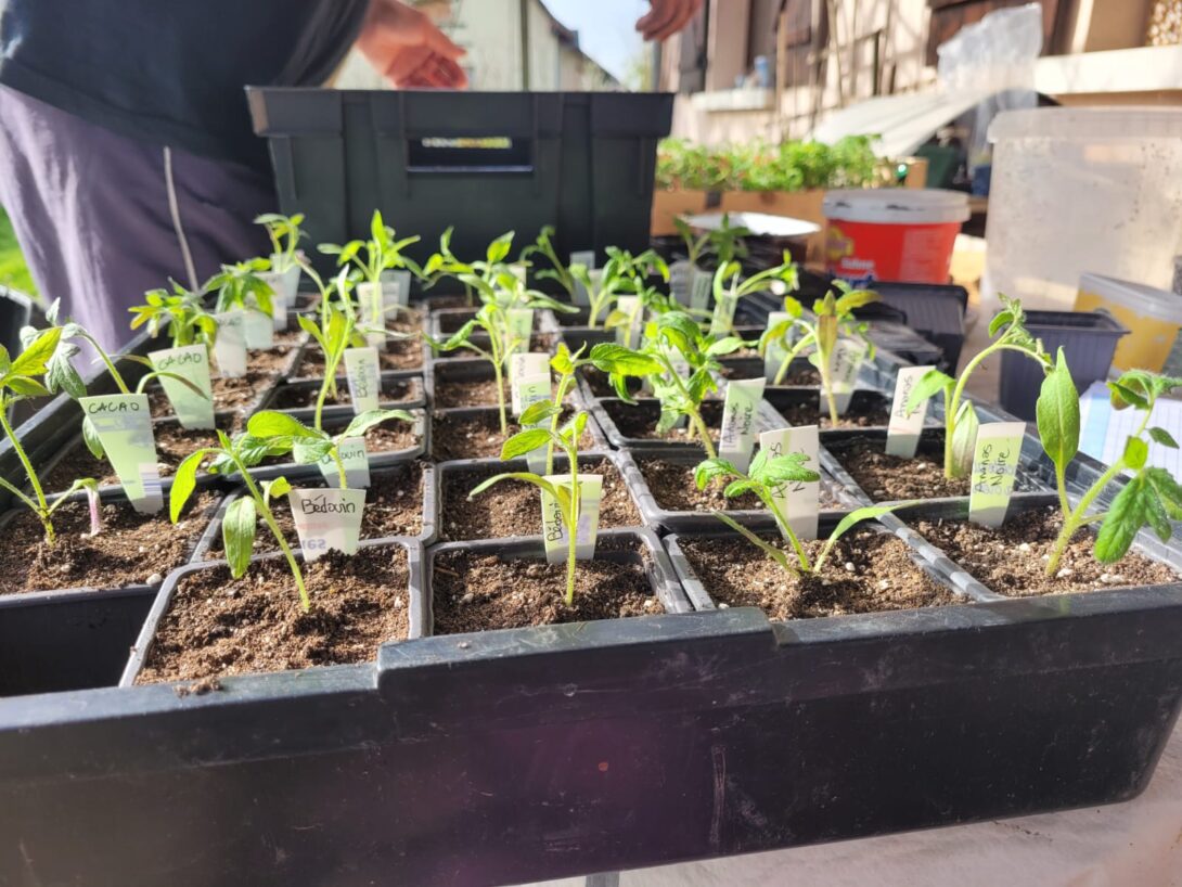 Atelier semis et repiquage