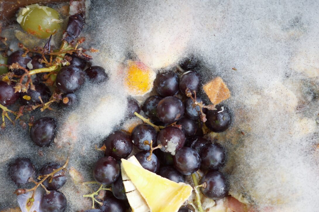 Du biodéchet au compost : Exposition photo !