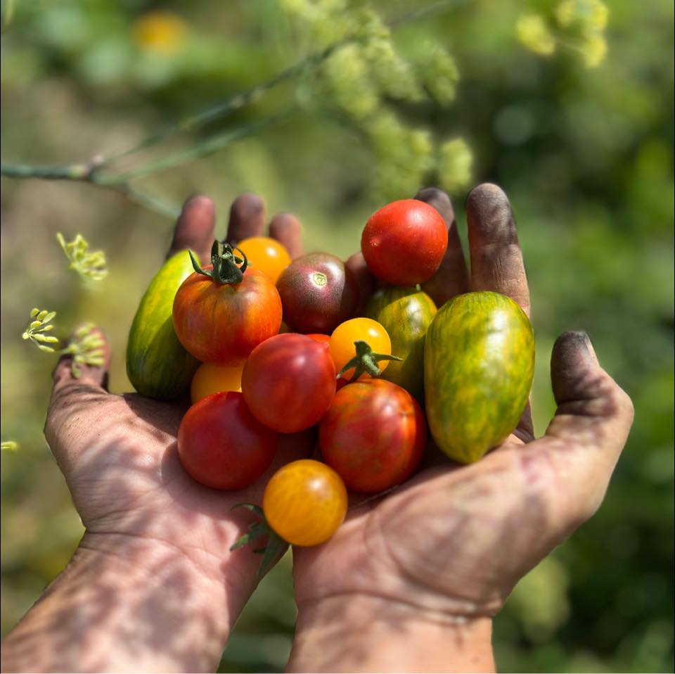 Den otevřených vrátek a workshop květinového guerrila gardeningu na komunitní zahradě MetroPole v Jinonicích