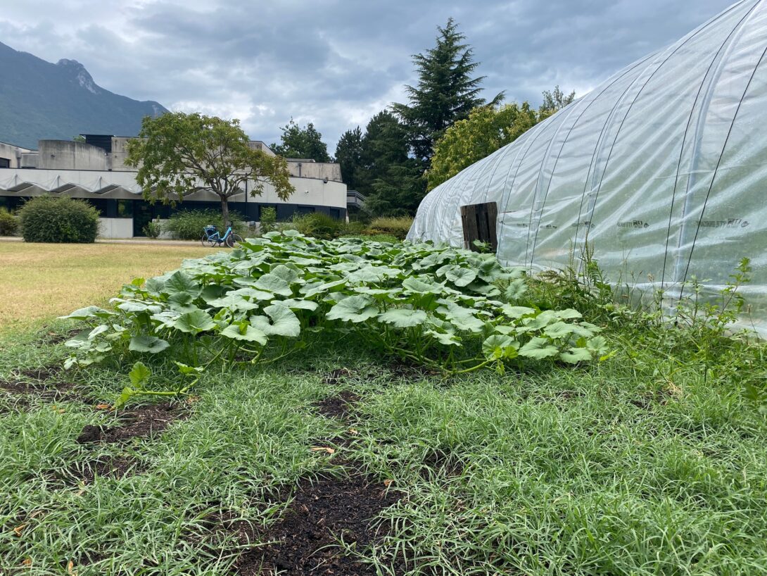 Visite du projet de maraichage sur le campus de l&rsquo;INSEEC