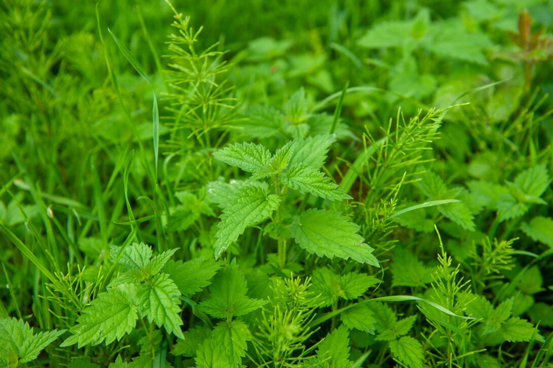 Découverte de la biodiversité des berges et du jardin des Capucines