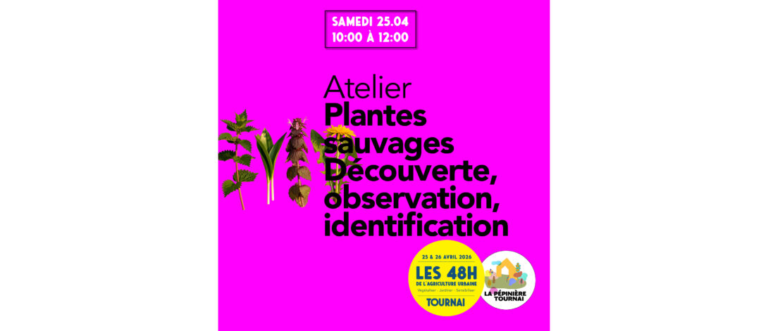 Découverte, observation, identification de plantes sauvages communes