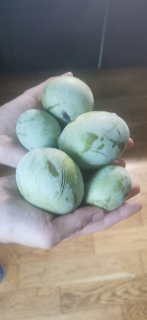 Ateliers de jardinage