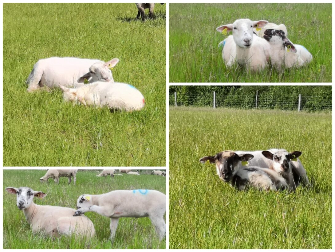 Découverte de la ferme La Folie Bergère (Nouaillé-Maupertuis)