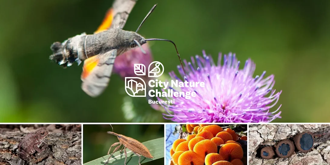 City Nature Challenge Bucarest