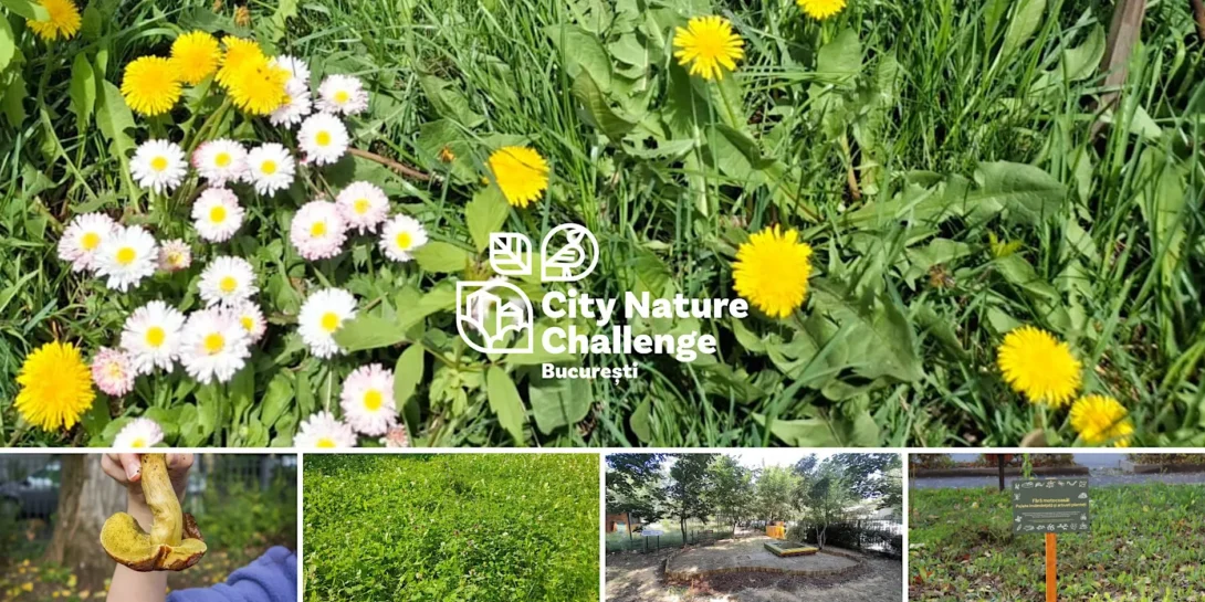 Bucureștii Noi – City Nature Challenge