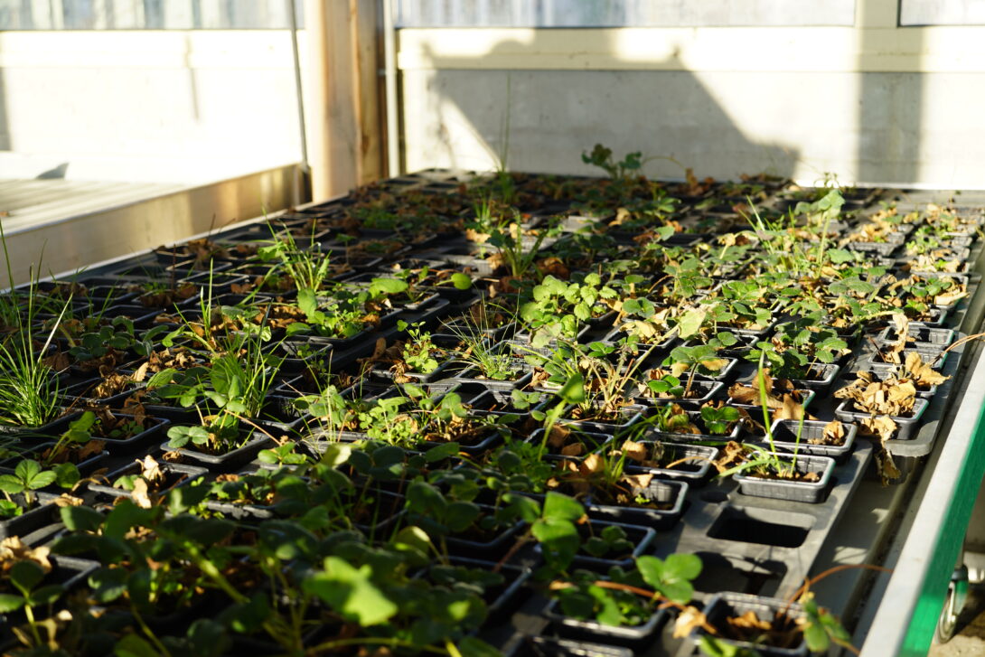 Atelier jardin : apprendre à faire ses semis (11h – 11h45)