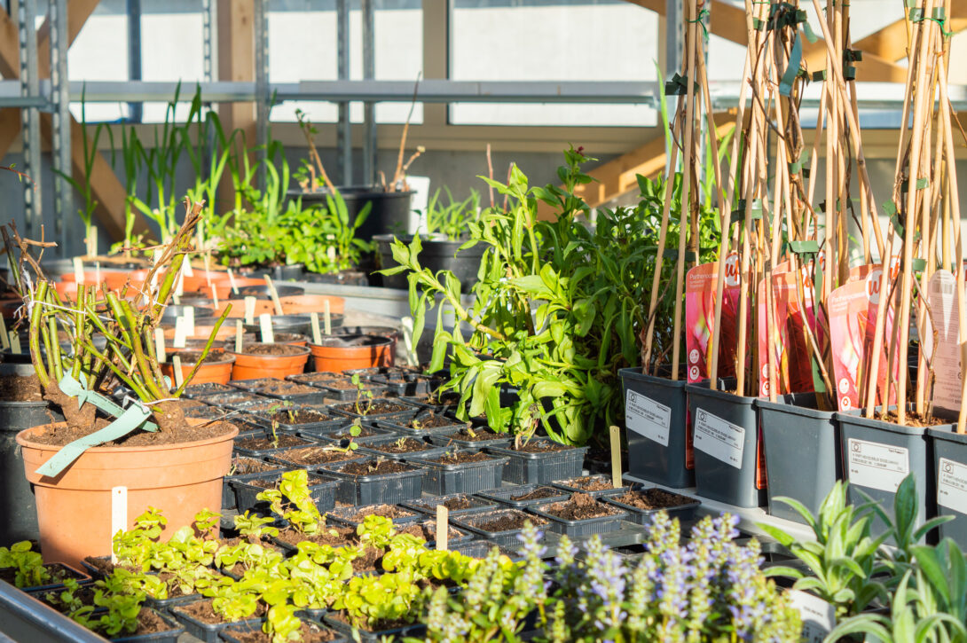 Conférence – Le Potager d&rsquo;Olivier avec Terre Vivante