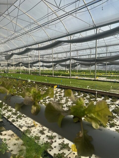 Visite de la ferme aquaponique de Mérignac