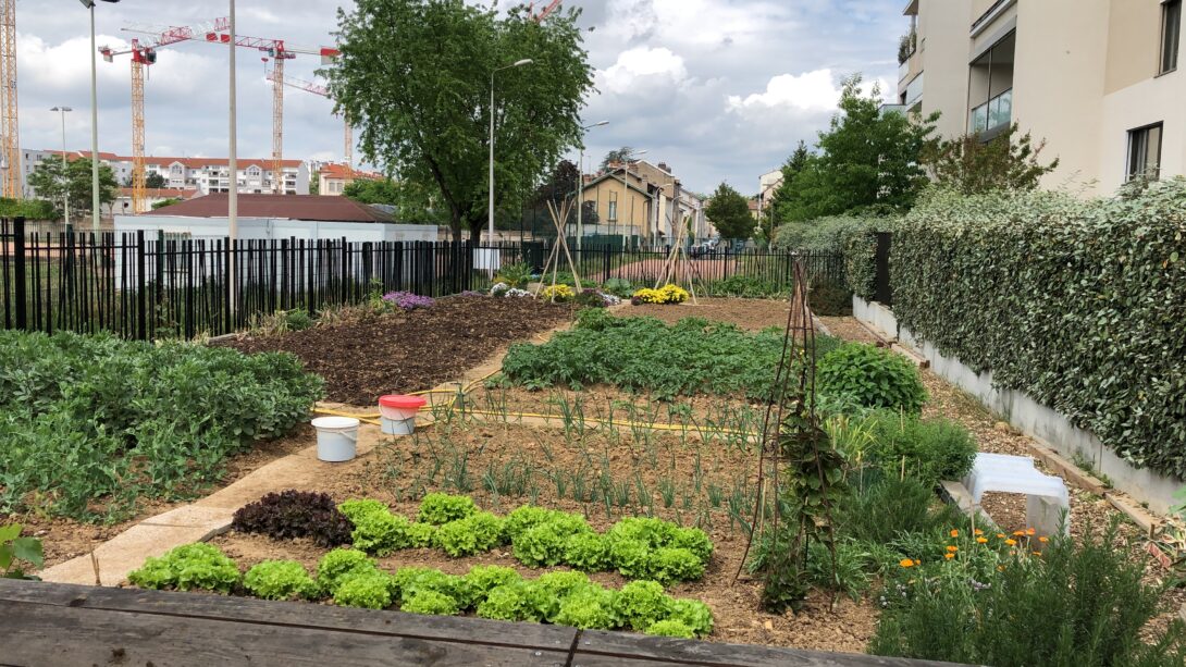 Le jardin&rsquo; Le début des haricots ouvre
