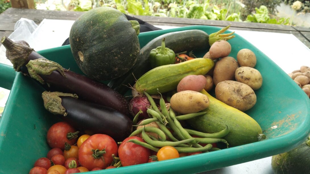 Le jardin&rsquo; Le début des haricots ouvre