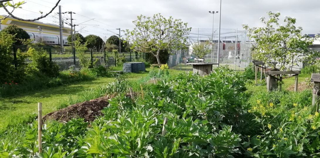 Créez un ombrage pour économiser l&rsquo;arrosage au jardin des Frênes