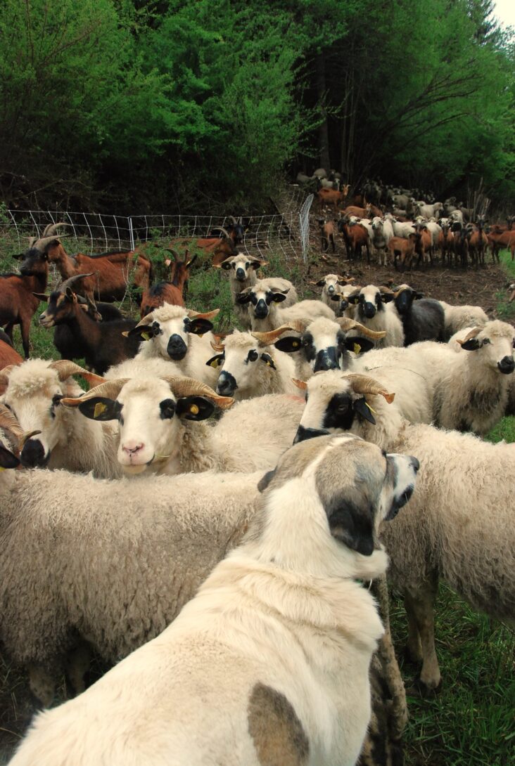 Stand découverte de La Charrette Bio
