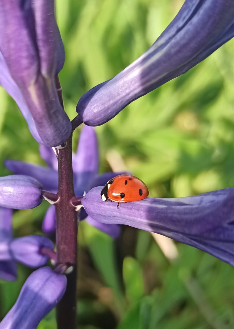 Au plaisir des sens au jardin de l&rsquo;Anse