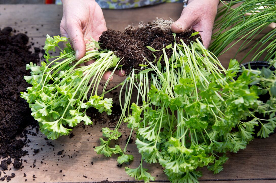 Multiplier facilement ses plantes aromatiques