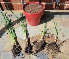 Multiplier facilement ses plantes aromatiques