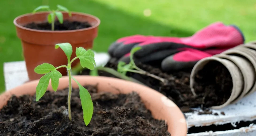 Multiplier facilement ses plantes aromatiques
