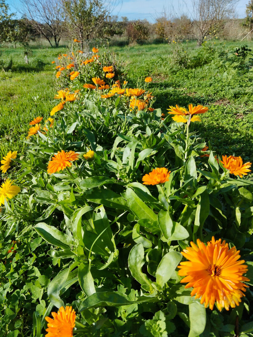 Visite du Jardin Herbes & Embruns