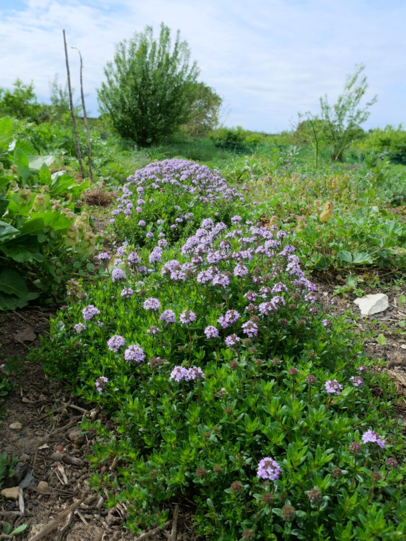 Visite du Jardin Herbes & Embruns
