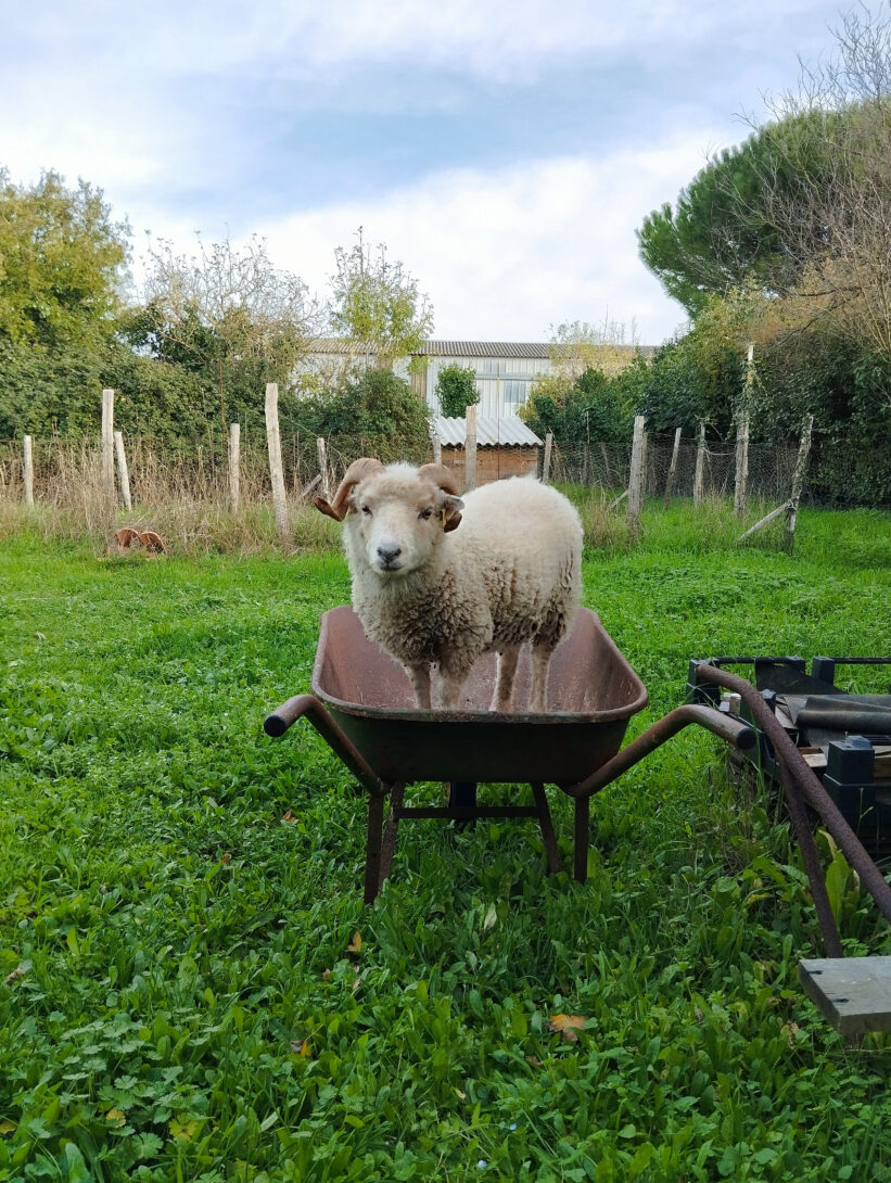 Visite du Jardin Herbes & Embruns