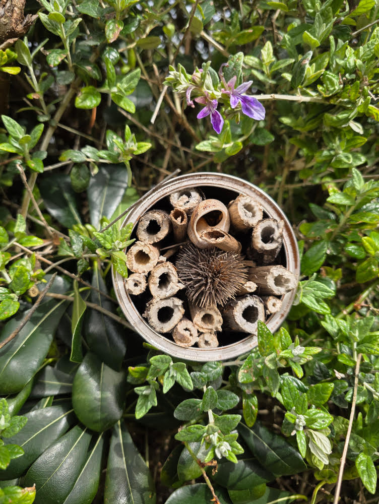 Construisez votre hôtel à insecte au Jardin Lippman