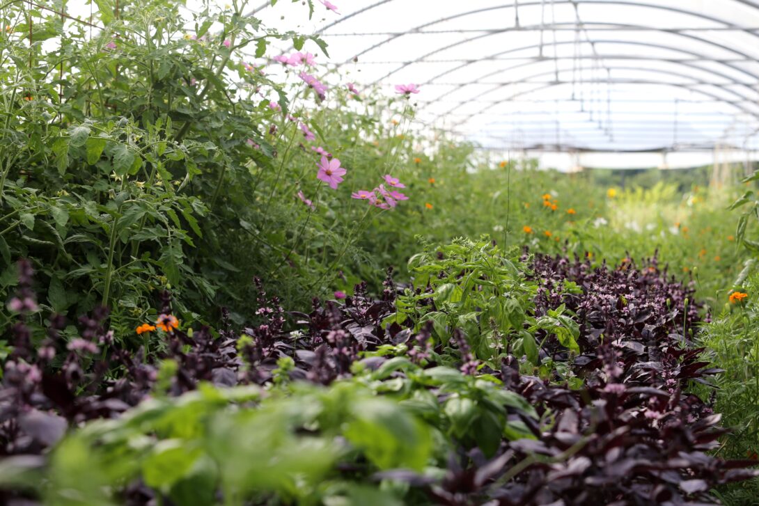 Matinée porte ouverte Potagers et Compagnie