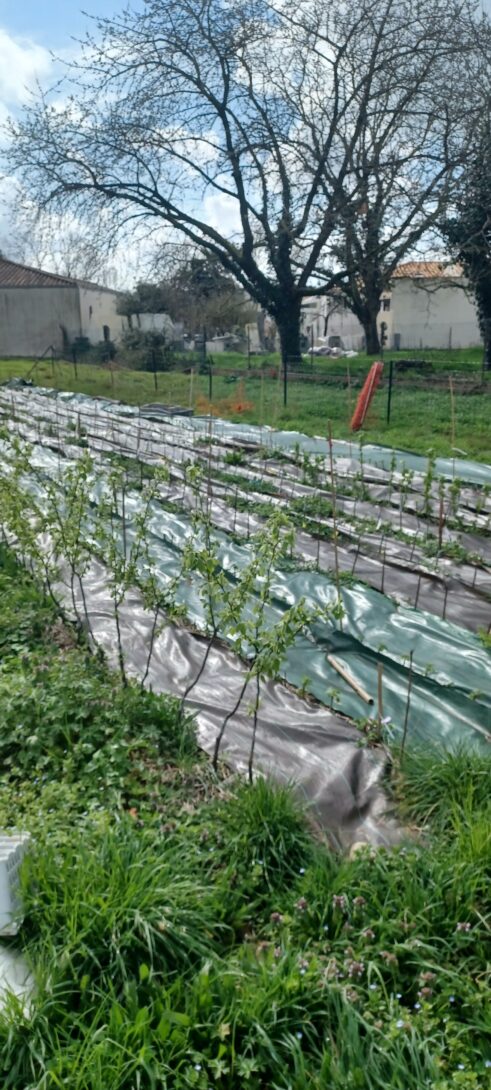 Des boutures et des bombes à graines à la ferme Le vert comestible