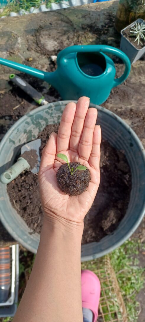 Des boutures et des bombes à graines à la ferme Le vert comestible