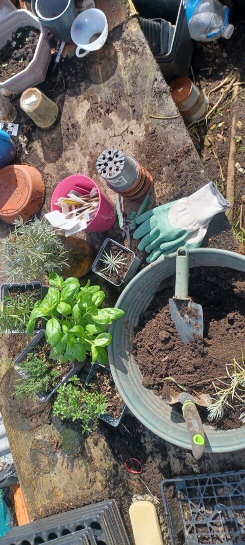 Des boutures et des bombes à graines à la ferme Le vert comestible