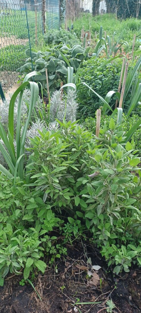 Composition de jardiniere fleurie et/ou d&rsquo;aromatiques