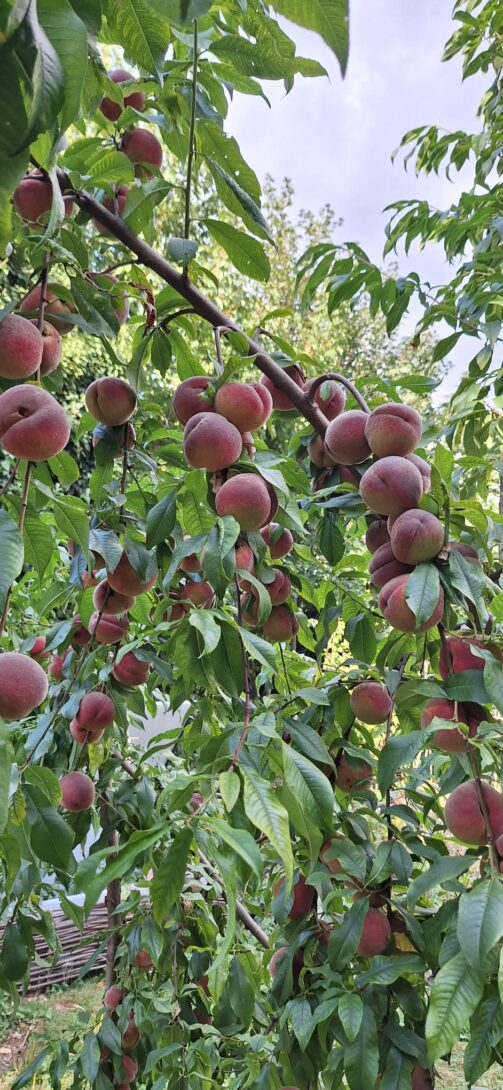 Portes ouvertes à la Parcelle Fruits-Dupuis