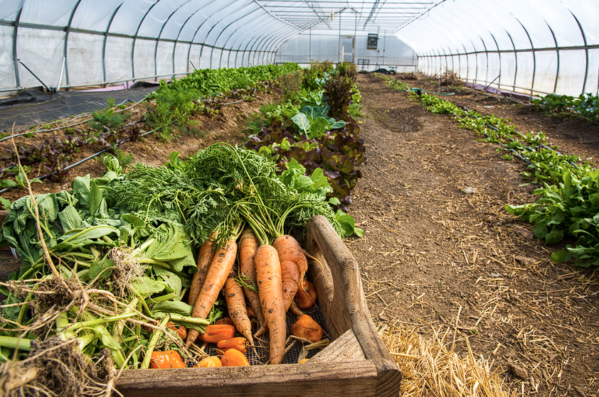 Découverte du champ du Zinnepot