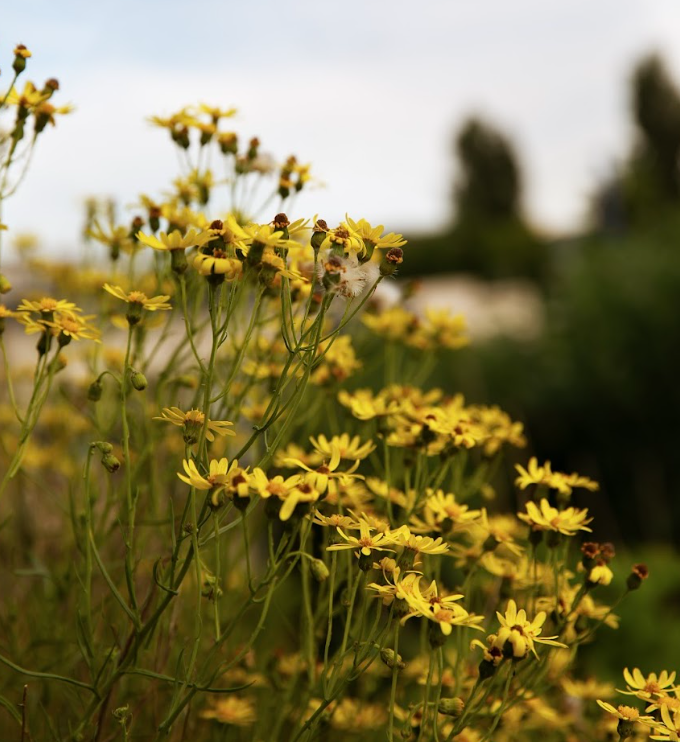 Aubervilliers : Concert à Terre Terre