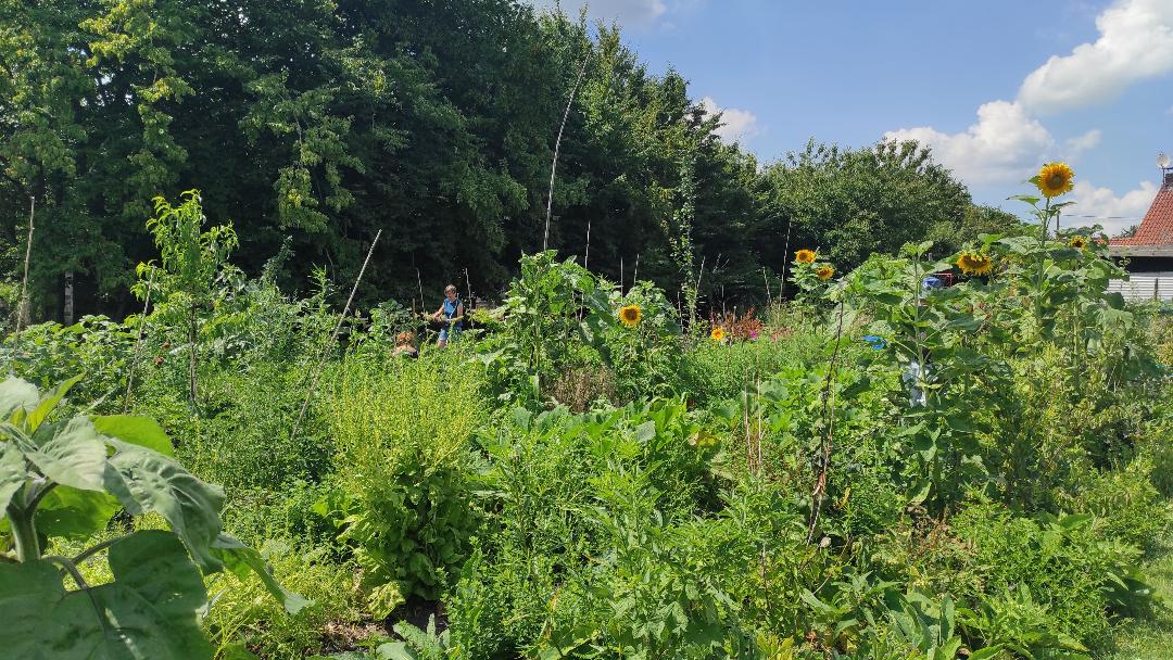 Projet SYNTROPOS: Visite d&rsquo;un espace en agroforesterie syntropique