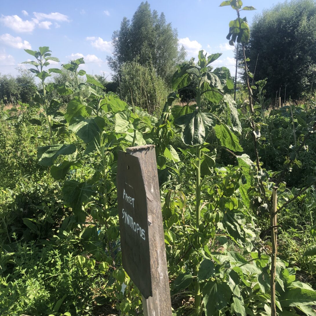 Projet SYNTROPOS: Visite d&rsquo;un espace en agroforesterie syntropique