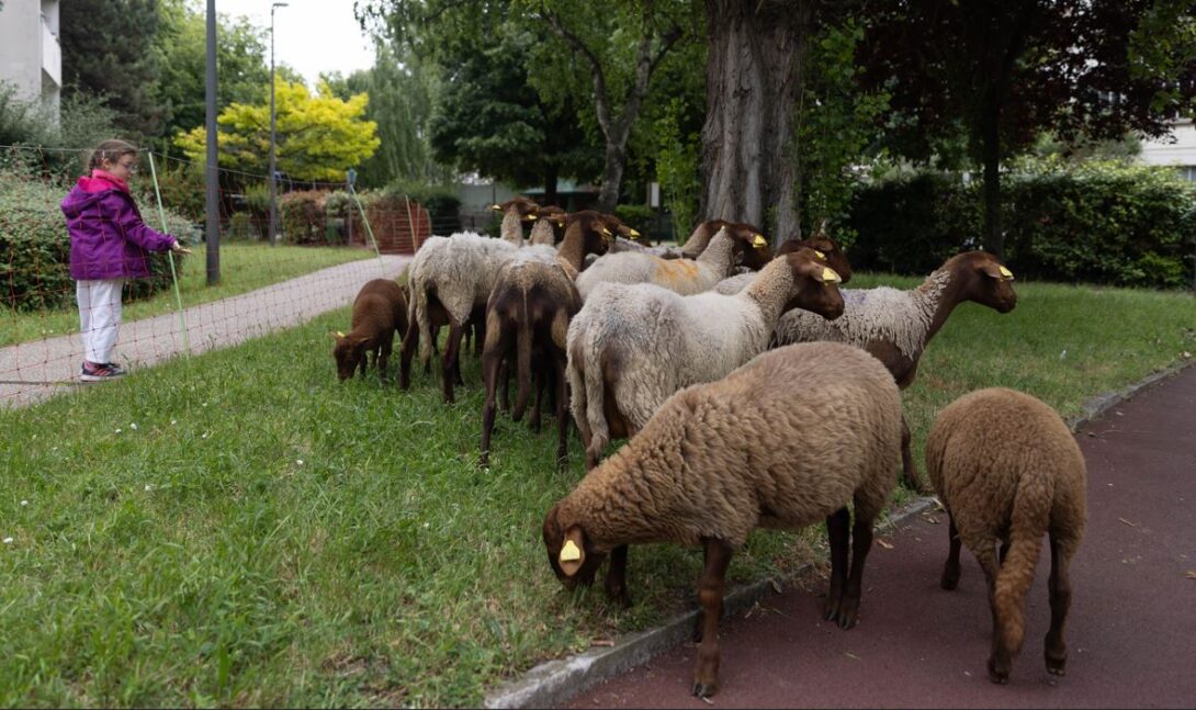 Saint-Ouen : Moutons en ville !