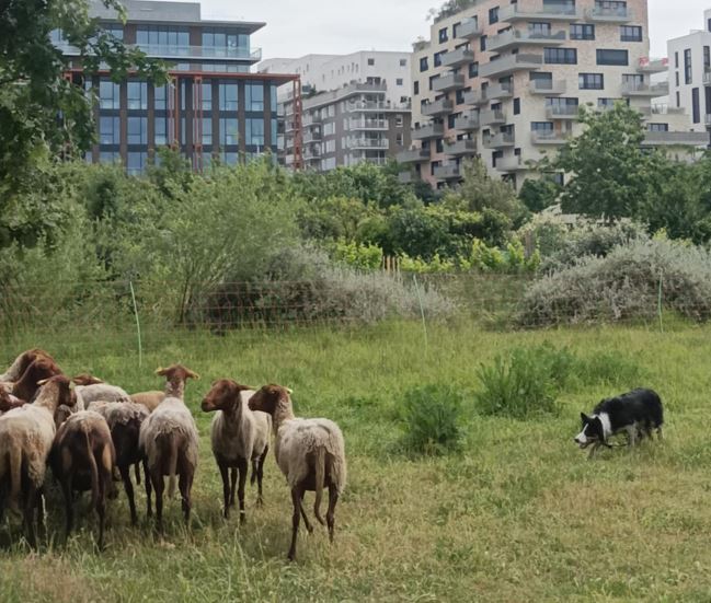 Saint-Ouen : Moutons en ville !