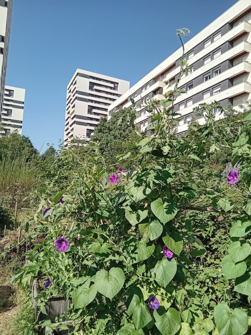 Visite du jardin et troc de graines