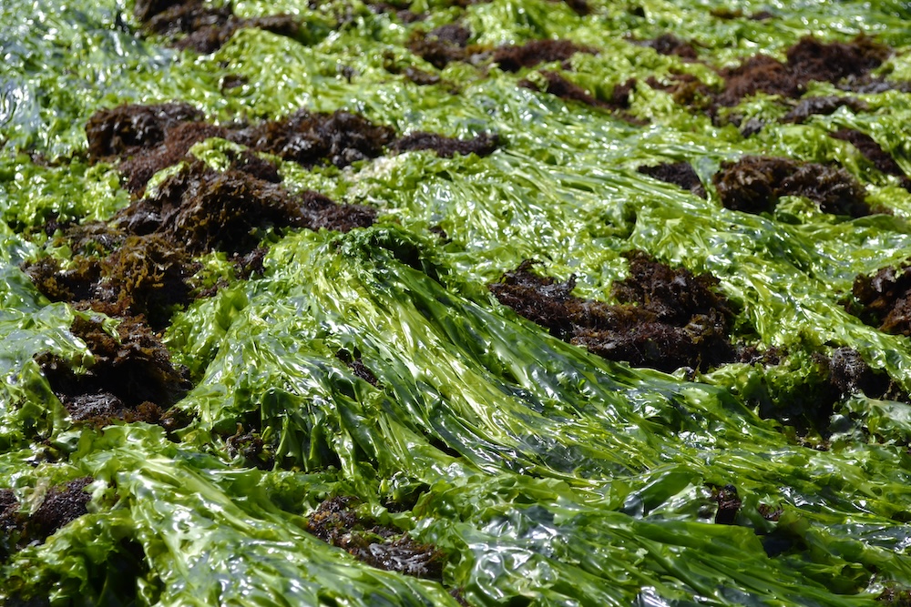 Dégustation et découverte des algues avec Aoré