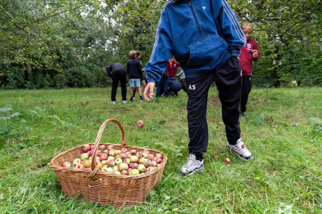 Verger Least Crossfruit