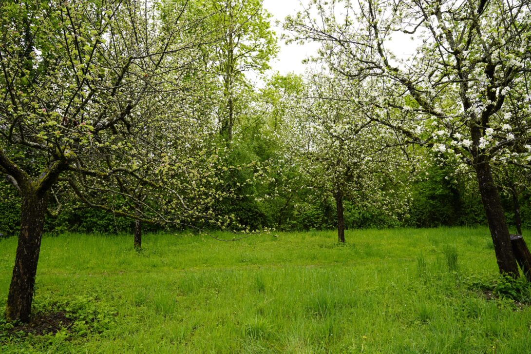 Verger Least Crossfruit