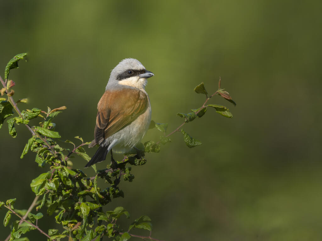 Conférence LPO : la nature dans nos cultures : comment agir pour la préserver ?
