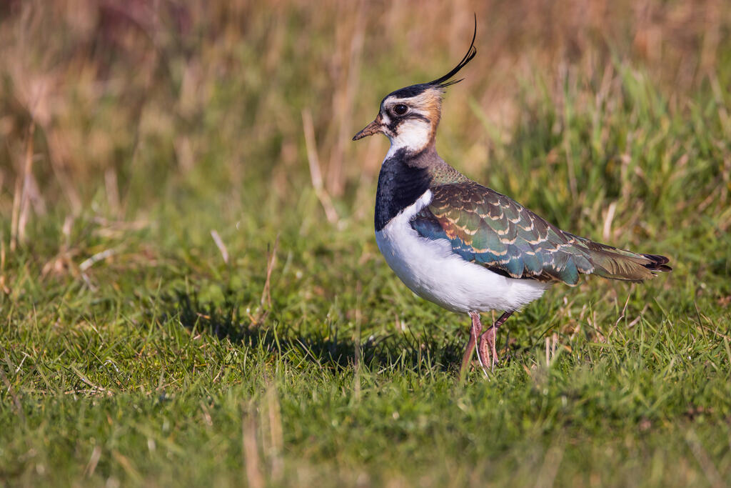 Conférence LPO : la nature dans nos cultures : comment agir pour la préserver ?