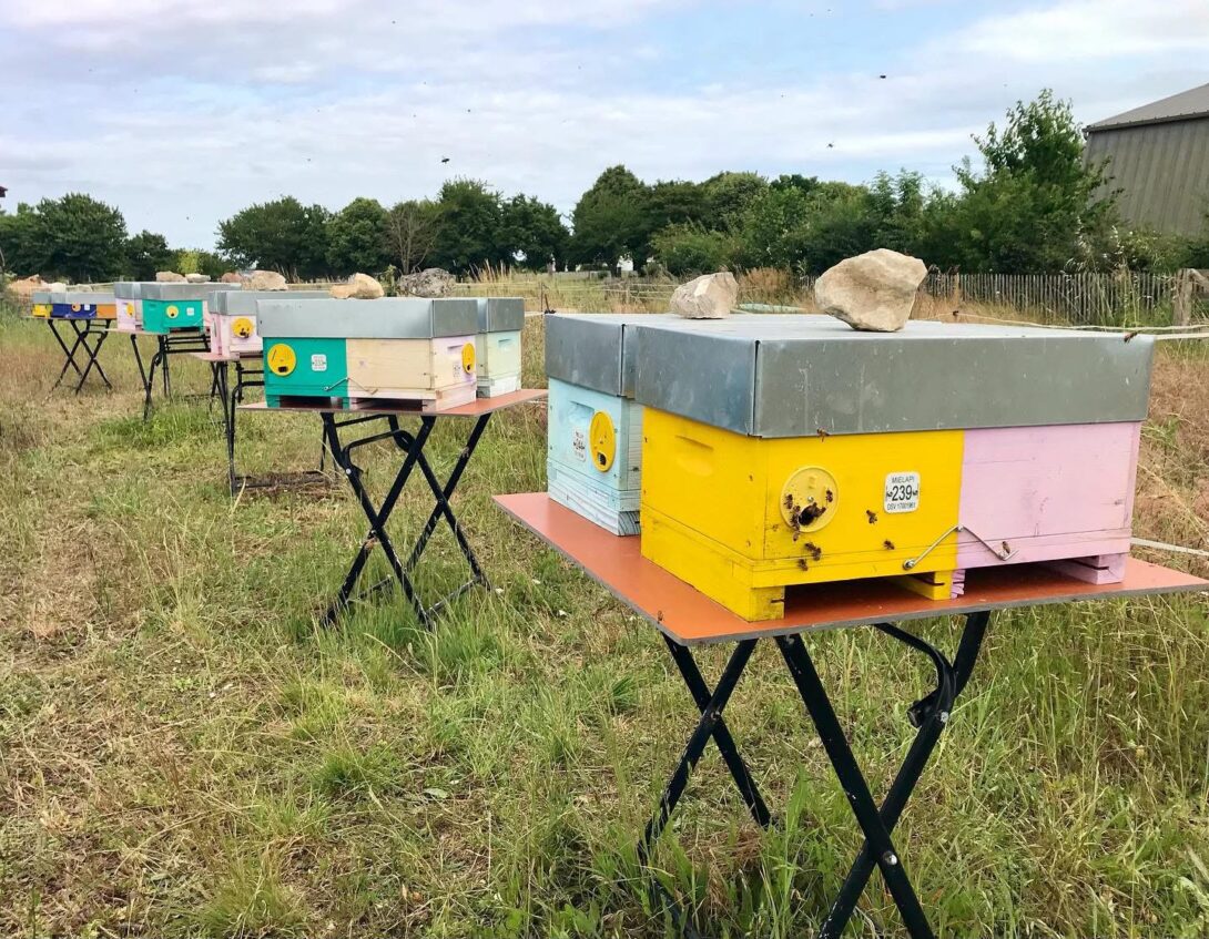 Animation apiculture avec Mielapi
